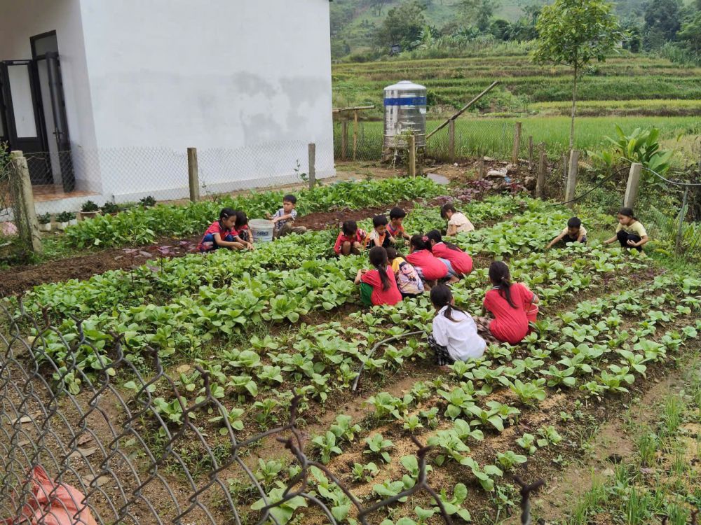 Học sinh chăm sóc rau sau giờ học